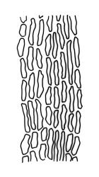 Macromitrium ligulaefolium, basal laminal cells.
 Image: R.C. Wagstaff © All rights reserved. Redrawn with permission from Vitt (1983). 